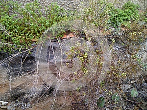 Abandoned garden, dry branches and weeds