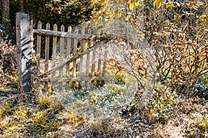 Abandoned garden with flowering snowdrops in spring