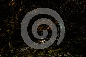 Abandoned Gothic-style Well in the Forest at Night. Concept of Fear and Danger