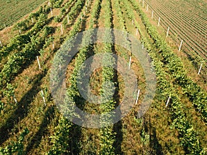 Abandoned grapevine vineyard aerial view