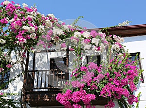 House covered with Pink and White Bougainvillea Flowers in Kalkan photo