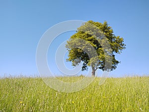 Abandoned green walnut tree on meadow.