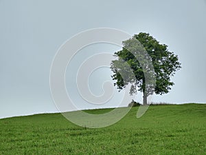 Abandoned green walnut tree on meadow.