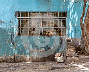Abandoned grunge turquoise wall with closed window covered with rusty protective iron bars