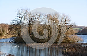 Abandoned heron nests, Lake at Yorkshire Sculpture Park