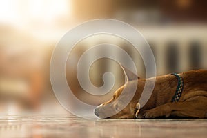 Abandoned Homeless dogs sleeping on floor