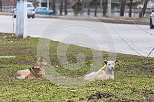 Abandoned homeless mongrels. Background with copy space