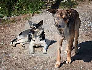 Abandoned, homeless stray dogs on the street. Two sad, lonely dogs on the local road.