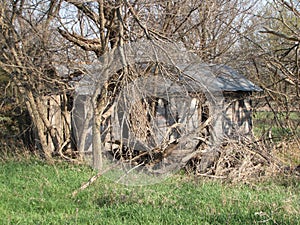 Abandoned homestead