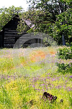 Abandoned Homestead Cabin in field of Wild Flowers