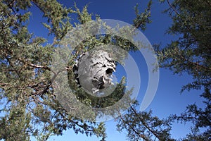 Abandoned Hornet's Nest