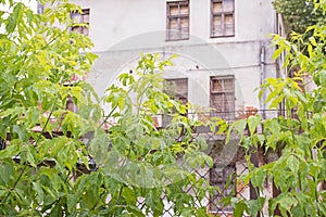 Abandoned house behind the mesh fence and big green plants.