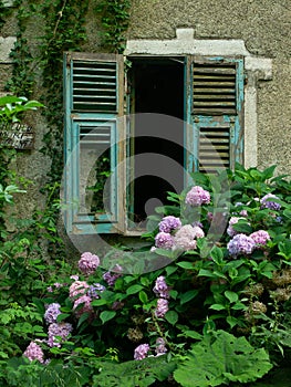 Abandoned house broken  window with  pink hydrangea flowers