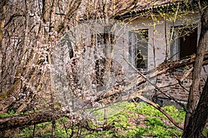 Abandoned house in destroyed village of Kopachi Chernobyl zone, Ukraine