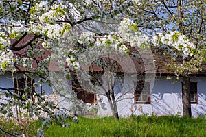 abandoned house facade, old apricot, blurred sweet cherry tree in generous blossom, small white flower and bud on thin twig