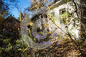 Abandoned house with flowers in Chornobyl Zone