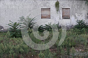 Abandoned house and garden with overgrown ferns
