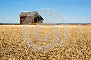 Abandoned house in harvested wheat field in fall