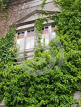 Abandoned house invaded by nature photo