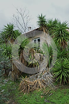 Abandoned house with overgrown yucca plants