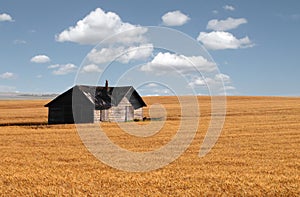 Abandoned house in prairie wheat field.
