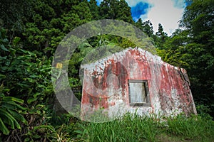 Abandoned house ruin jungle forest dystopia