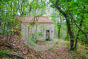 The abandoned house in the woods