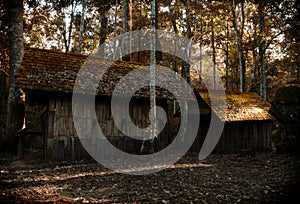 Abandoned house and woods
