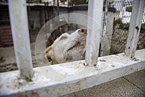 Abandoned hunting dog