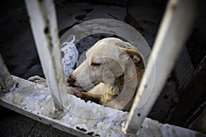 Abandoned hunting dog