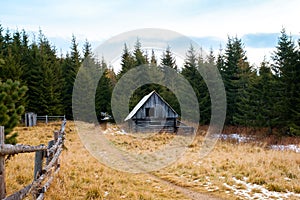 Abandoned hut surrounded by fir trees