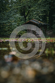 An abandoned hut in the woods by a rainy day