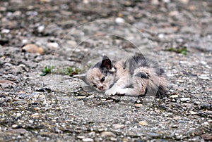 Abandoned kitten