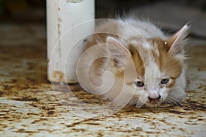 Abandoned Kitten