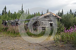 Abandoned log cabin in the Silver City ghost town surrounded by purple flowers, Yukon Territory, Canada