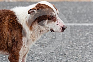 Abandoned lone dog