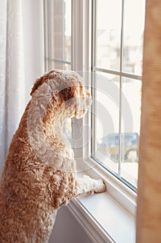 Abandoned lonely red haired dog looking out of the window