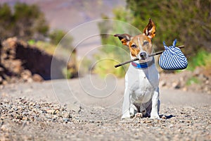 Abandonado a perdido el perro 