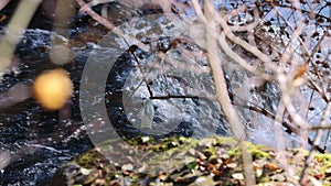 An abandoned mask form 2020 left on a branch polluting the river water.