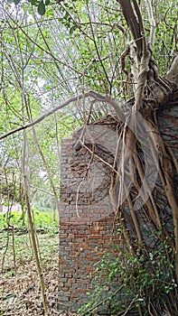 In an abandoned military dependent\'s village in Taiwan, giant trees coexist with old brick walls.