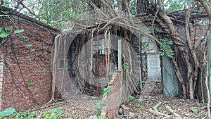 In an abandoned military dependent\'s village in Taiwan, giant trees coexist with old brick walls.