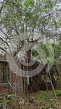 In an abandoned military dependent\'s village in Taiwan, giant trees coexist with old brick walls.