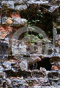 Abandoned Military Tarakaniv Fort other names - Dubno Fort, New Dubna Fortress - a defensive structure, an architectural