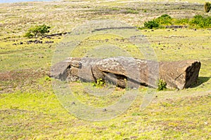 An abandoned moai near the Rano Raraku volcano, the quarry of the moais, Easter Island. Easter Island, Chile