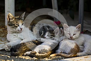 Abandoned mother cat and Kittens