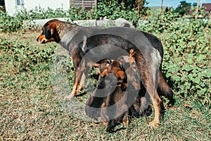 Abandoned mother dog feeding her puppies. Dog population out of control. Spay and Neuter themed image