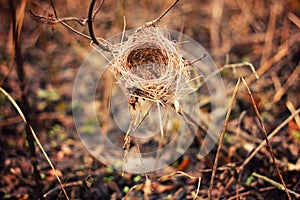 The abandoned nest