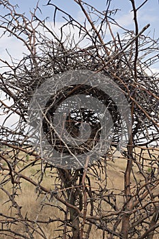 An abandoned nest in the bushes of a thorn Bush.