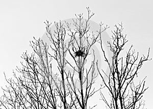 Abandoned nest in leafless twigs of a tree crown, monochrome image