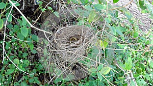 Abandoned Nest: Small Bush Bird\'s Empty Home